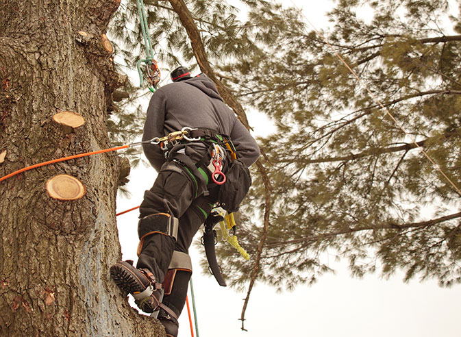 man pruning a tree