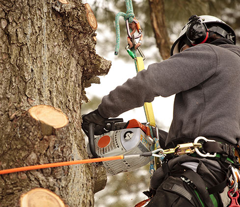 man removing tree branches