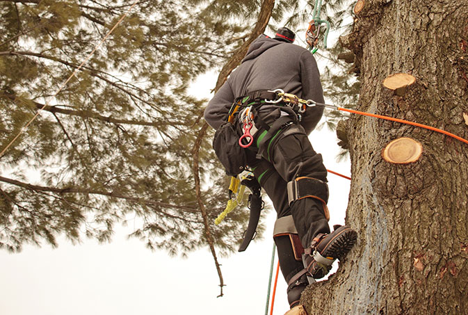 man suspended from a tree while trimming 