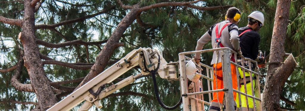 two men in a cherry picker trimming a long tree