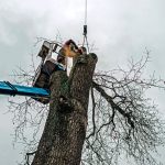 Arborist in platform cutting old tree with chain saw