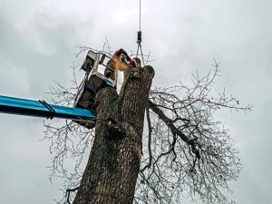 Arborist in platform cutting old tree with chain saw