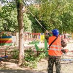 Worker pruning a tree