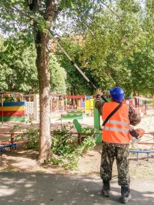 Worker pruning a tree