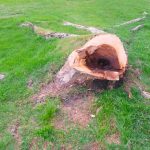 Tree stump in the middle of the lawn