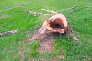 Tree stump in the middle of the lawn