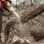Worker cutting down a tree with a chainsaw