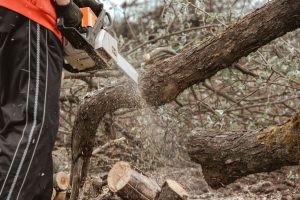 Worker cutting down a tree with a chainsaw