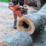 Worker cutting through tree after removing it