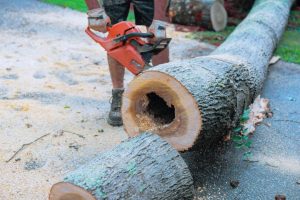 Worker cutting through tree after removing it